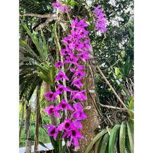 Trầm Tím Cổ Dòng siêu tím đậm