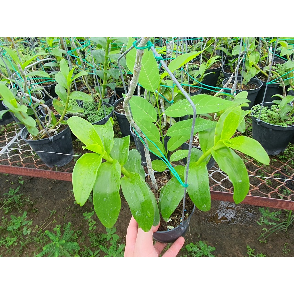 Trầm Tím  Cổ Dòng siêu tím đậm