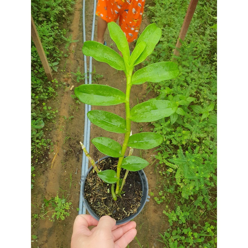 Trầm Tím  Cổ Dòng siêu tím đậm
