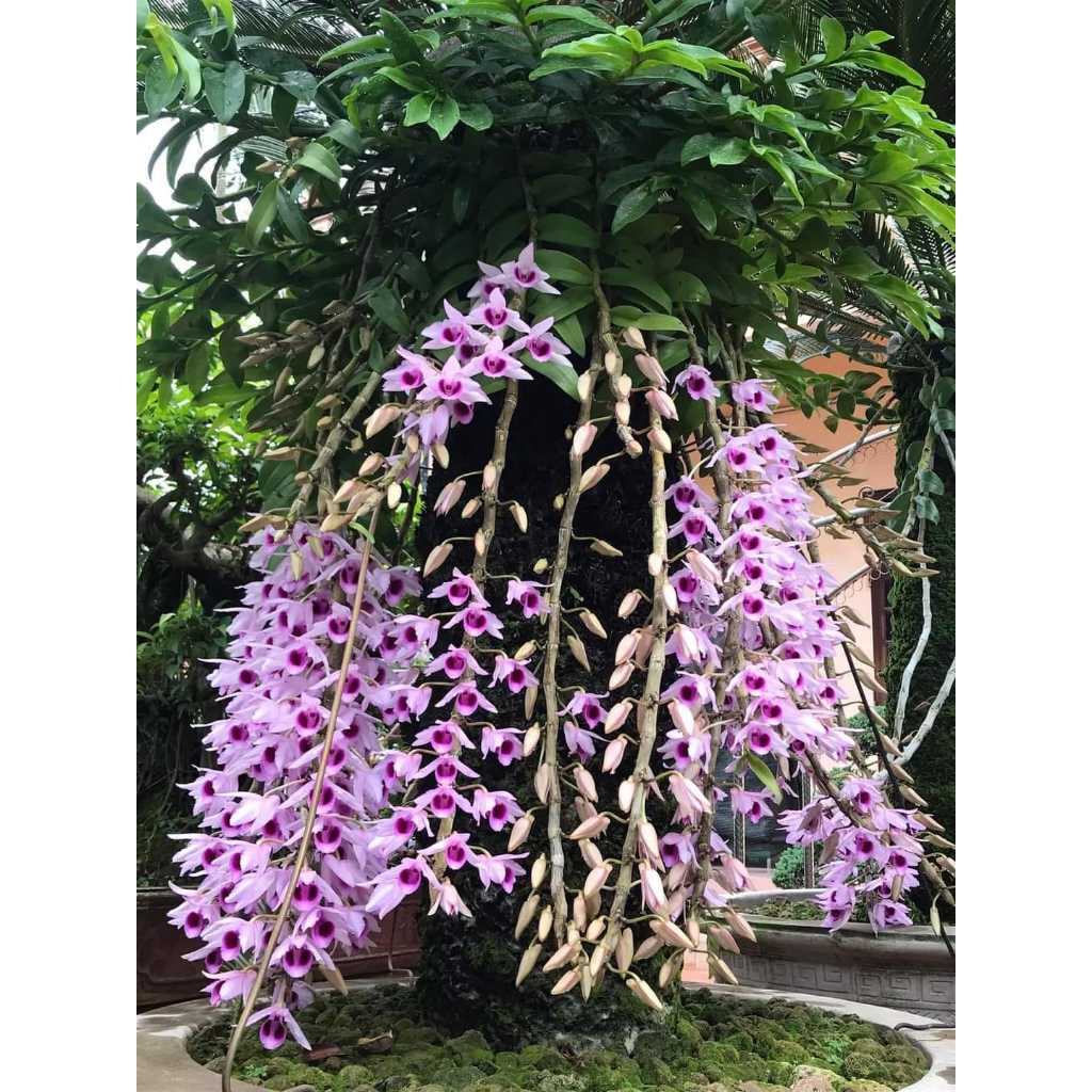 Phi Điệp Hòa Bình  Đà Bắc