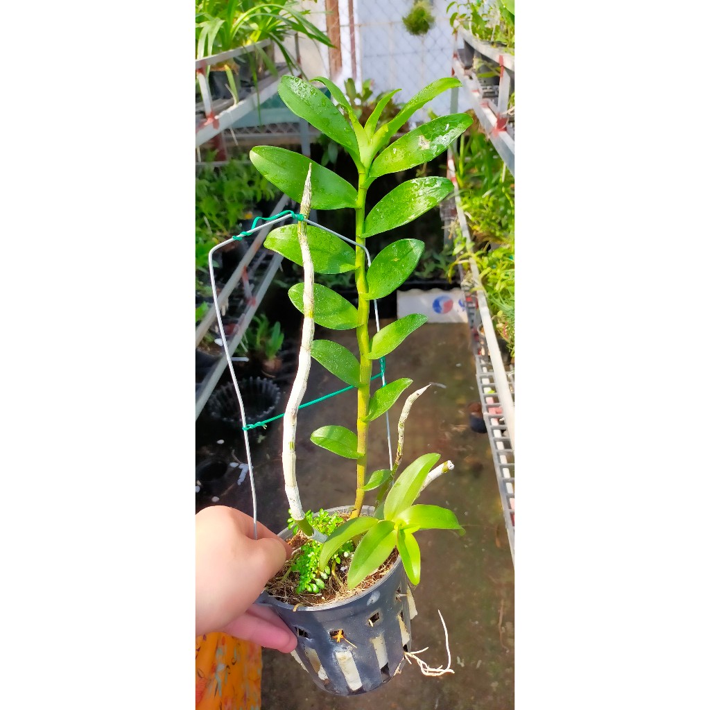 Phi điệp  Tuyên Quang