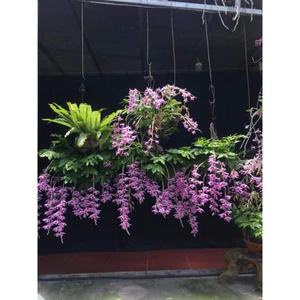 Phi Điệp Hòa Bình Đà Bắc