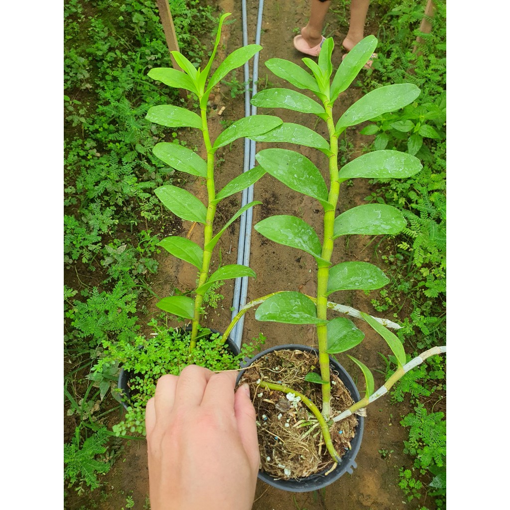 Phi điệp  Tuyên Quang