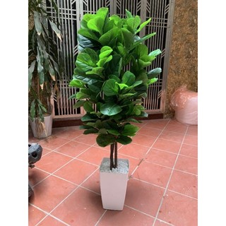 Cây giả_ cây bàng nhân tạo cao 1m6. cây giả trang trí nhà cửa và nơi làm việc