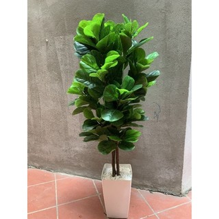 Cây giả_ cây bàng nhân tạo cao 1m6. cây giả trang trí nhà cửa và nơi làm việc