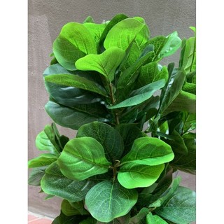 Cây giả_ cây bàng nhân tạo cao 1m6. cây giả trang trí nhà cửa và nơi làm việc