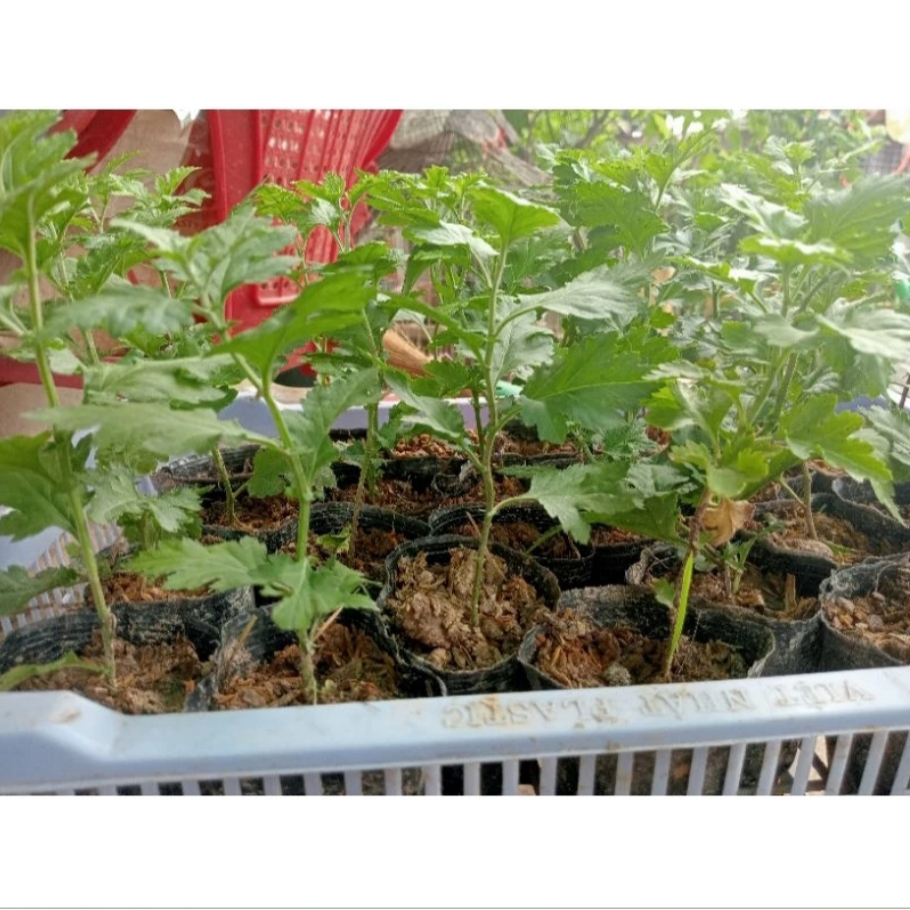 Bầu cúc nút áo vàng cúc làm trà (cúc cổ- cúc kim- cúc chi vàng) Chuẩn Gống KVT - Hạt Giống CANH NÔNG