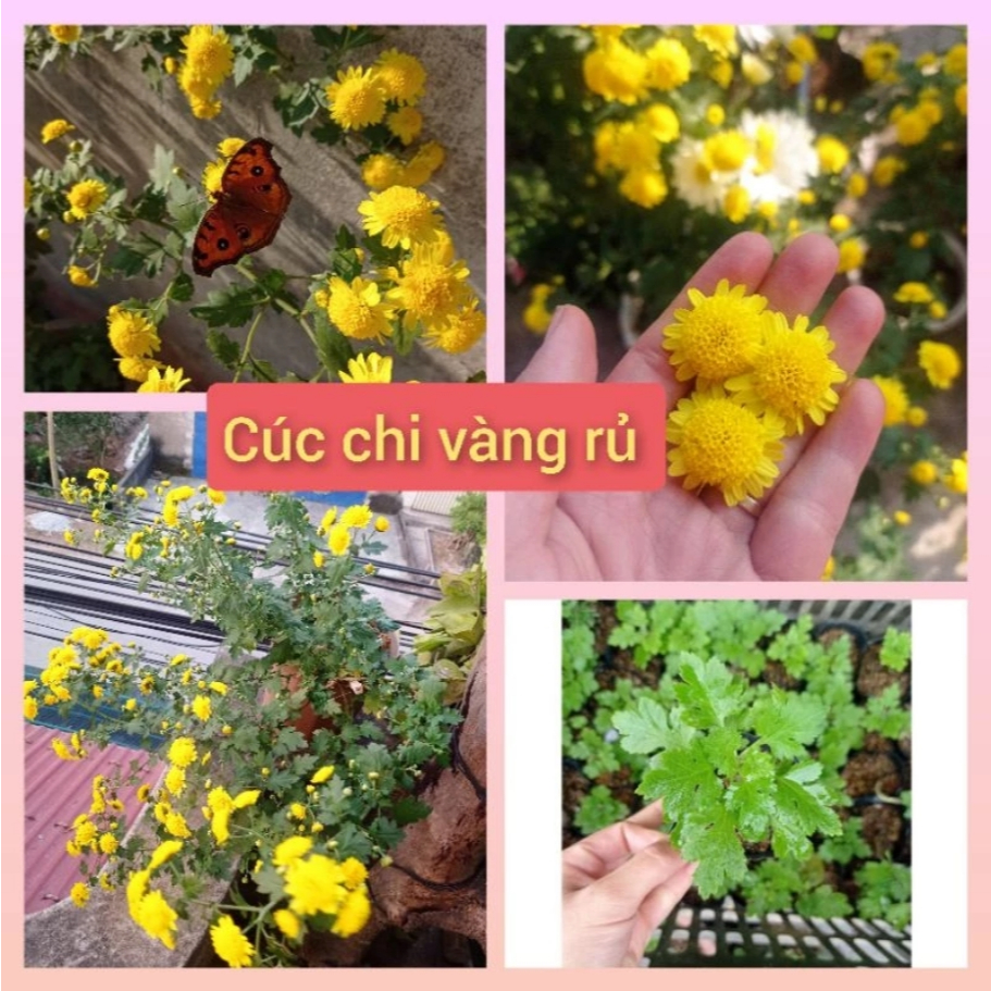 Bầu cúc nút áo vàng cúc làm trà (cúc cổ- cúc kim- cúc chi vàng) Chuẩn Gống KVT - Hạt Giống CANH NÔNG
