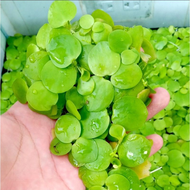Bèo Tấm, Bèo Nhật, Bèo Rể Đỏ, Bèo Tai Chuột, Bèo Dâu Lọc Nước Hồ Cá, Bể Cá 7 Màu Tự Nhiên HẠT GIỐNG CANH NÔNG KVT
