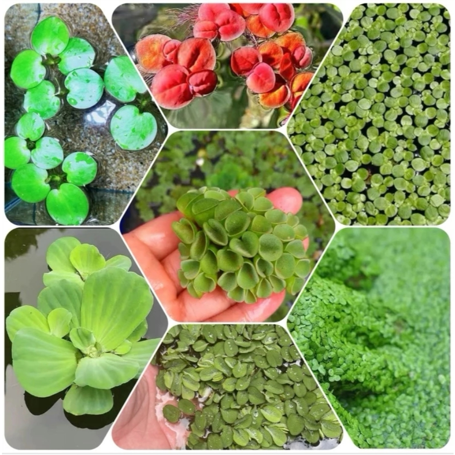 Bèo Tấm, Bèo Nhật, Bèo Rể Đỏ, Bèo Tai Chuột, Bèo Dâu Lọc Nước Hồ Cá, Bể Cá 7 Màu Tự Nhiên HẠT GIỐNG CANH NÔNG KVT