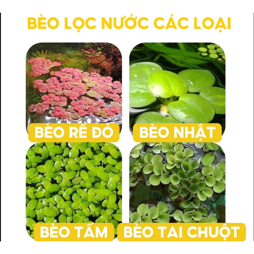 Bèo Tấm, Bèo Nhật, Bèo Rể Đỏ, Bèo Tai Chuột, Bèo Dâu Lọc Nước Hồ Cá, Bể ...