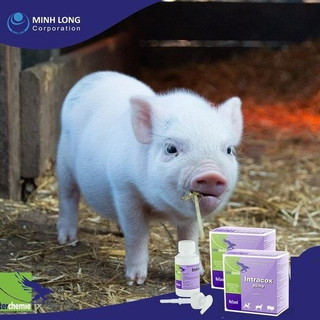 Interchemie INTRACOX PUMP chai 100ml kèm vòi bơm trị cầu trùng bảo vệ niêm mạc ruột ở chó mèo heo