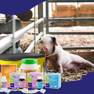 Thuốc thú y dạng xịt Colexin Pump chai 100ml Interchemie trị tiêu hóa tiêu chảy trên chó mèo heo con