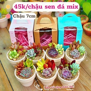[KÈM HỘP QUÀ] Set Sen đá mix được trồng sẵn trong chậu nung nhiều size  Mầm Nắng Garden lỗi 1 đền 1