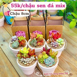 [KÈM HỘP QUÀ] Set Sen đá mix được trồng sẵn trong chậu nung nhiều size  Mầm Nắng Garden lỗi 1 đền 1