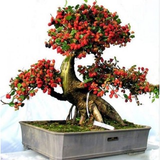Cây Dâu Tằm Siêu Trái - Dâu tằm siêu ngọt - Thích hợp làm cây Bonsai hoặc ăn ( Đang trái hoặc sắp ra trái )