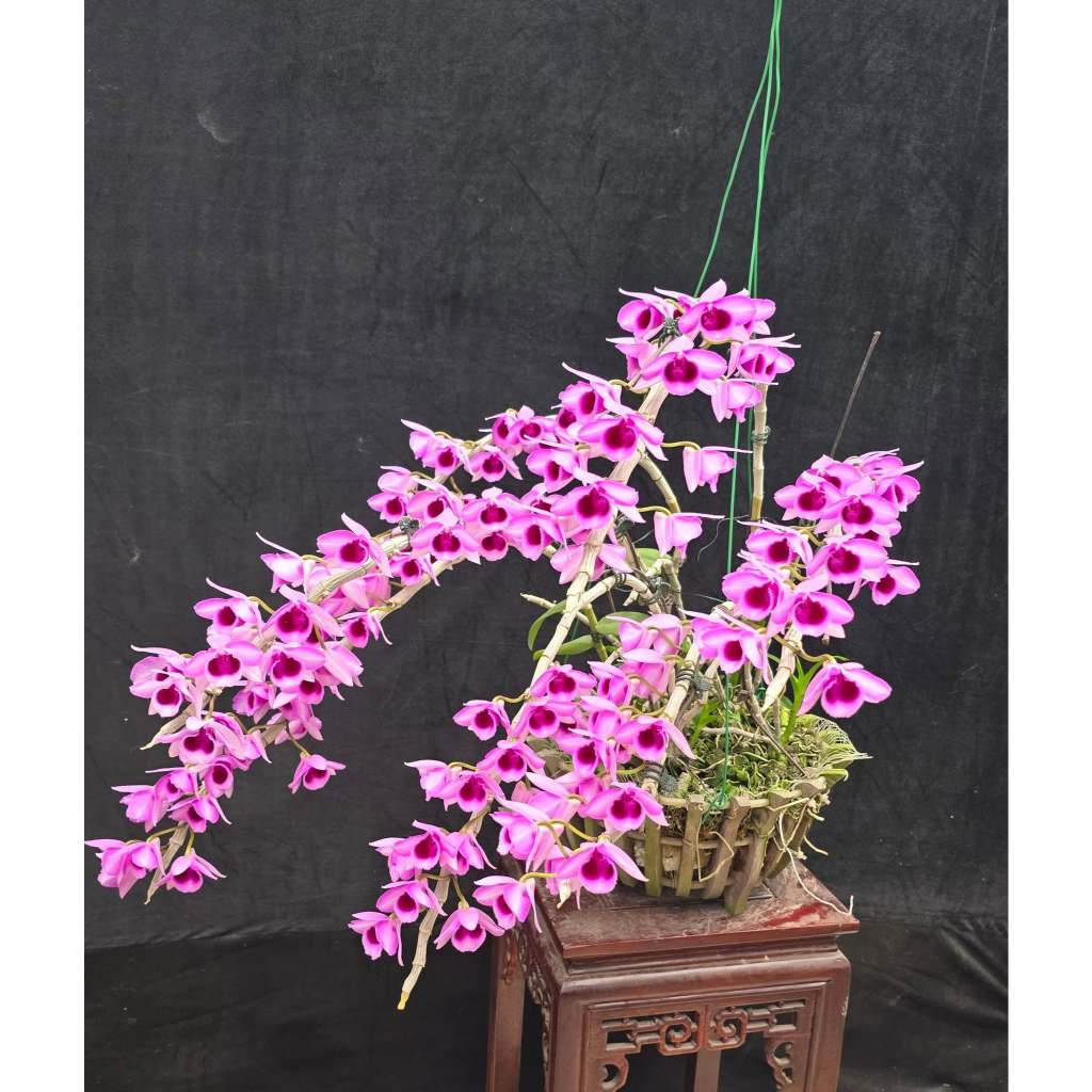 Phi Điệp Tím Siêu Hoa