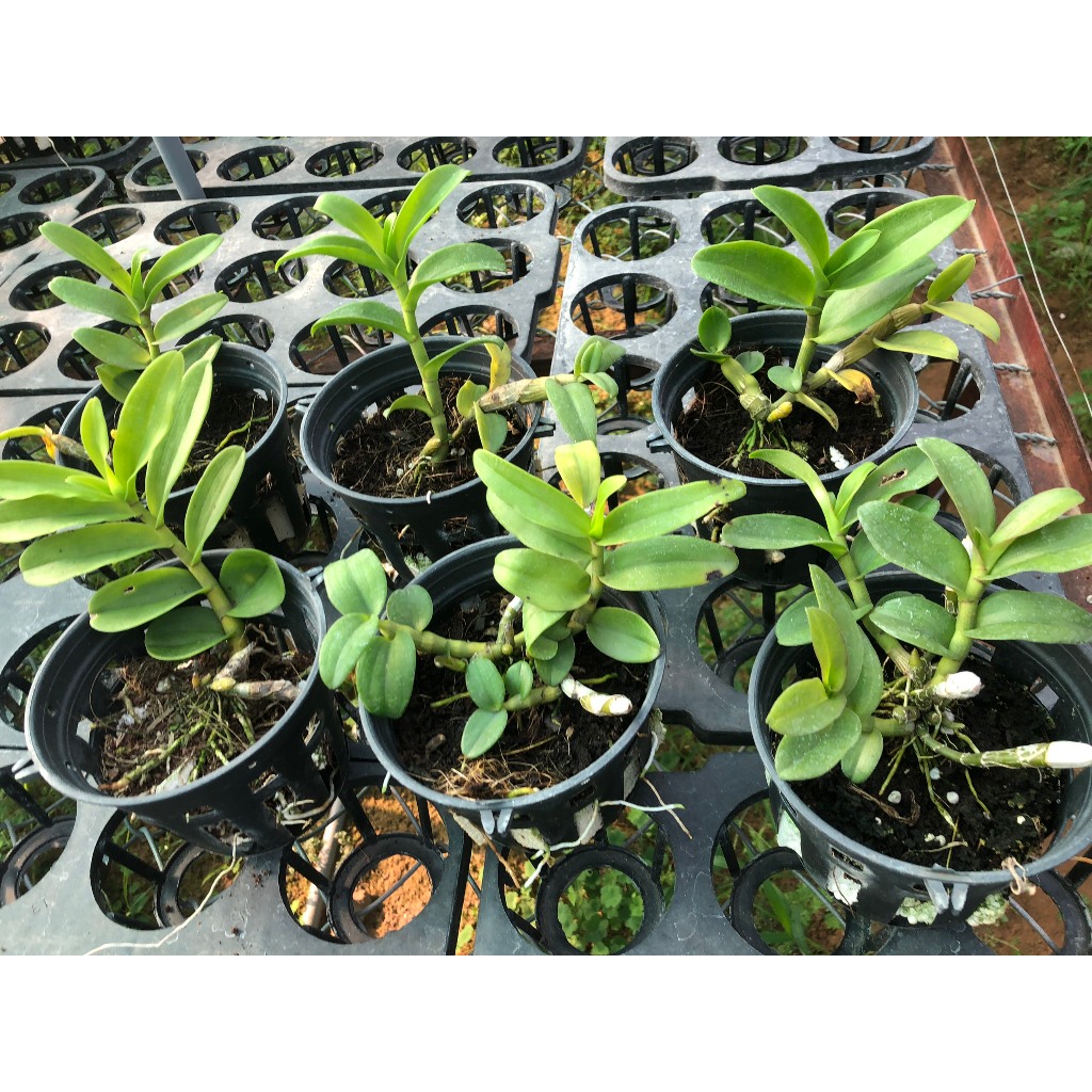 Phi Điệp Tím Siêu Hoa