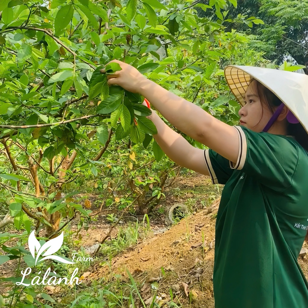 1 Hộp 60 Gói Túi Lọc, Trà Lá Ổi Lá Lành Farm, Trà lá ổi Nguyên Chất, Trà búp ổi Thảo Mộc Tự Nhiên