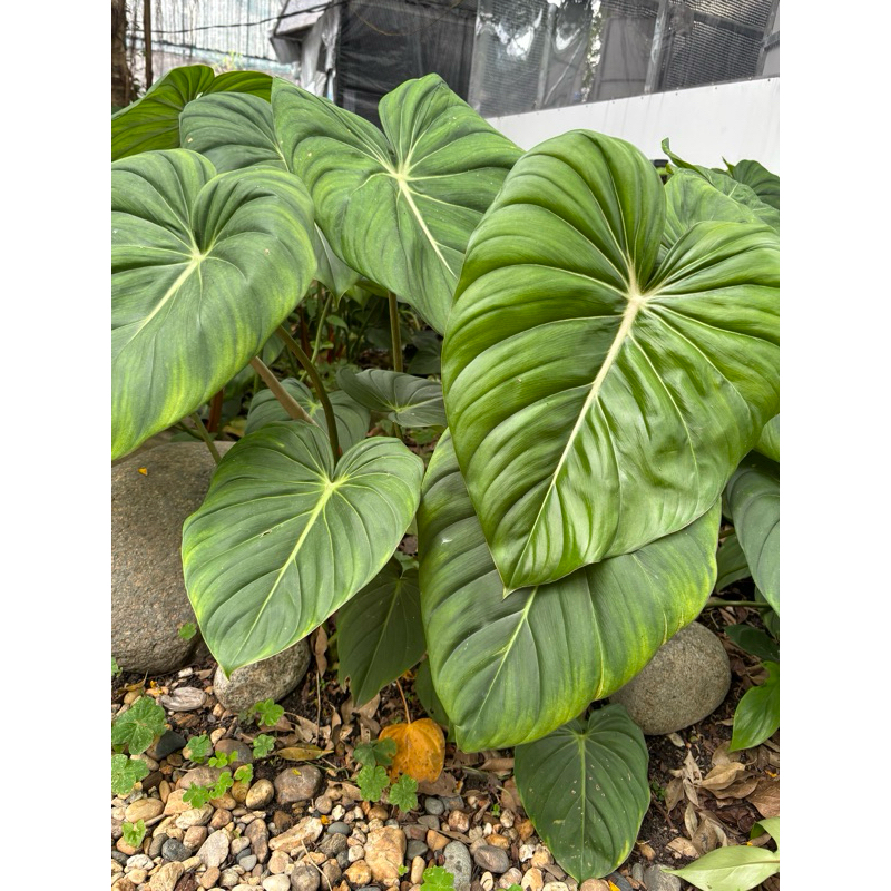 are snake plants succulent African Spear Plant 'Sansevieria cylindrica' - Shop Online