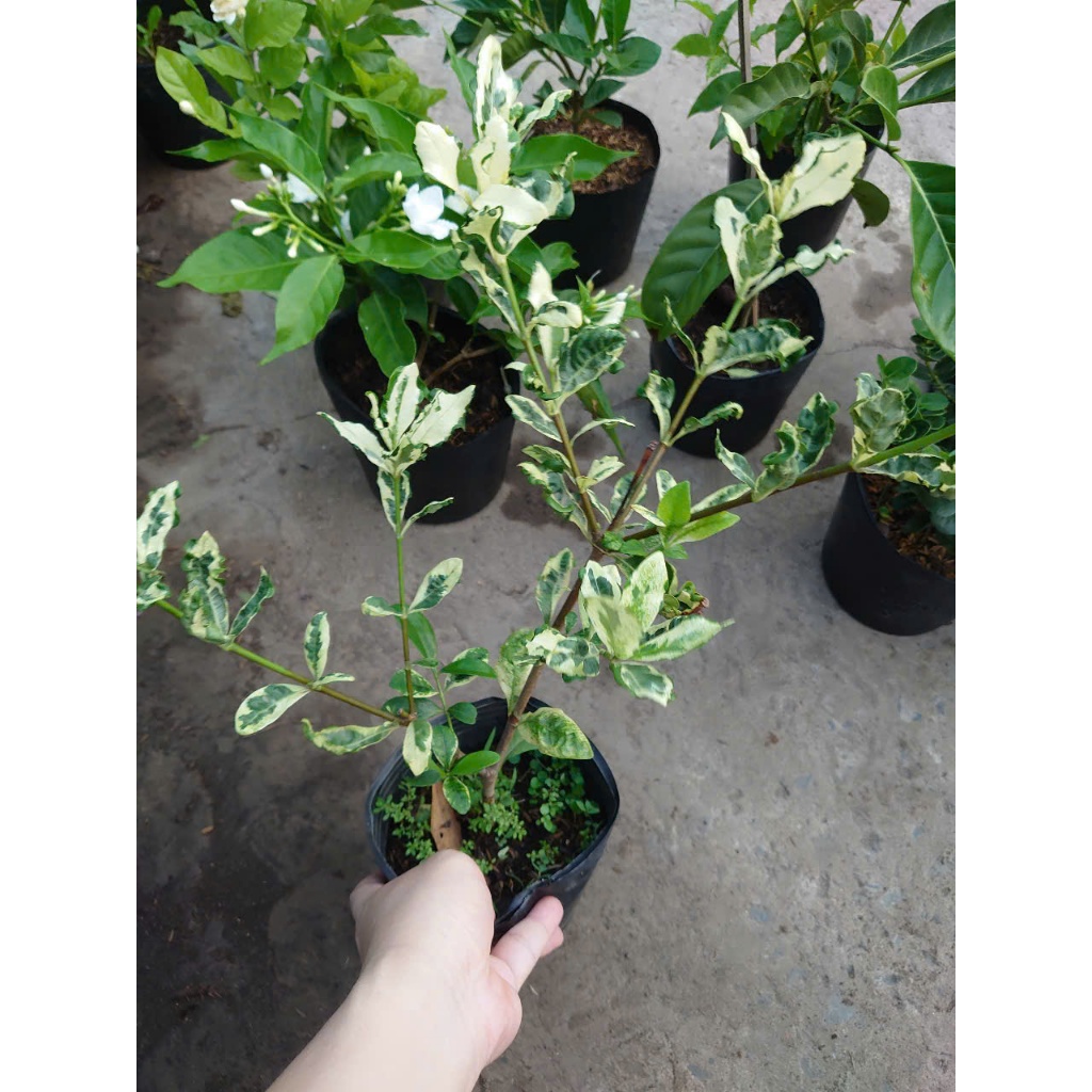 Combo hoa nhài ( cây hoa lài , cây nhài nhật ..) - chậu cây cảnh sân vườn tỏa hương thơm ngào ngạt