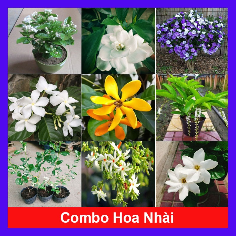 Combo hoa nhài ( cây hoa lài , cây nhài nhật ..) - chậu cây cảnh sân vườn tỏa hương thơm ngào ngạt