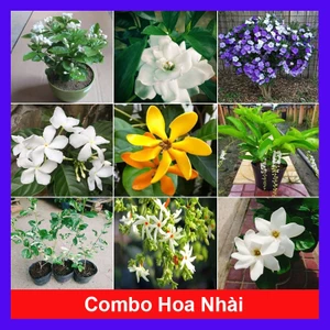 Combo hoa nhài ( cây hoa lài , cây nhài nhật ..) - chậu cây cảnh sân vườn tỏa hương thơm ngào ngạt