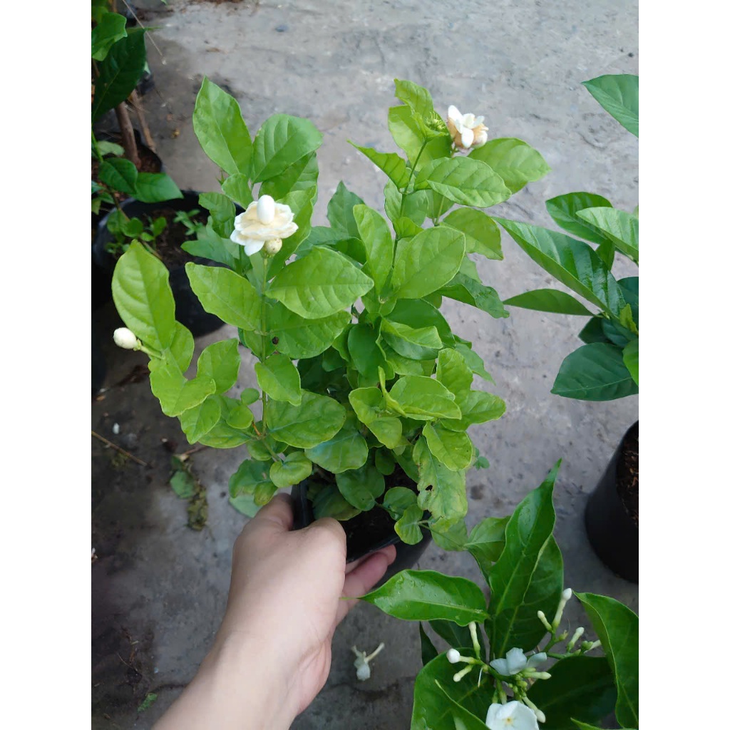 Combo hoa nhài ( cây hoa lài , cây nhài nhật ..) - chậu cây cảnh sân vườn tỏa hương thơm ngào ngạt
