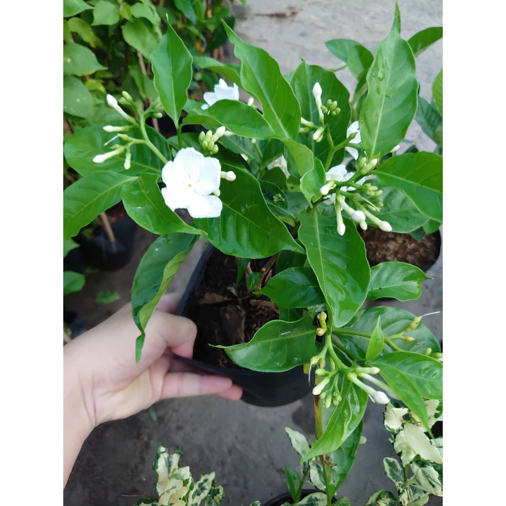 Combo hoa nhài ( cây hoa lài , cây nhài nhật ..) - chậu cây cảnh sân vườn tỏa hương thơm ngào ngạt