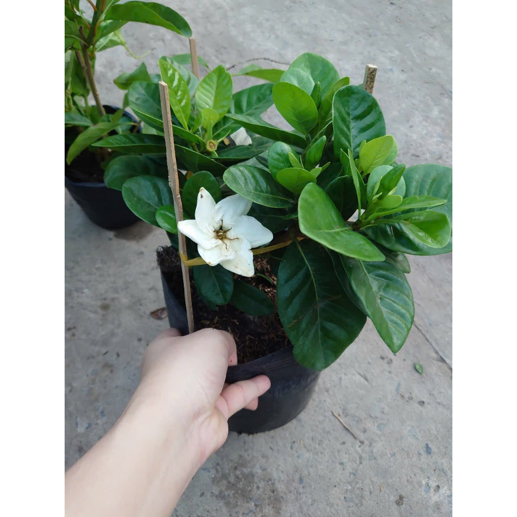 Combo hoa nhài ( cây hoa lài , cây nhài nhật ..) - chậu cây cảnh sân vườn tỏa hương thơm ngào ngạt