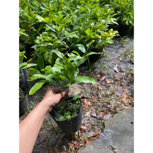 Chậu cây Mai ghép Cúc thọ hương cao 10cm cây nhỏ giá rẻ( bông 24-36 cánh )