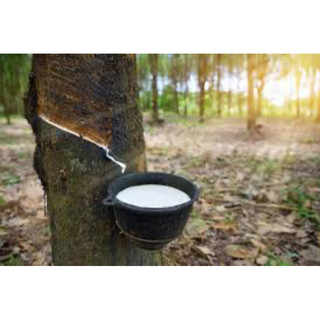 1kg Mỡ Vaseline bôi cao su, Liền sẹo cao su, Chống loét miệng cạo, dưỡng lại miệng cạo bị phạm