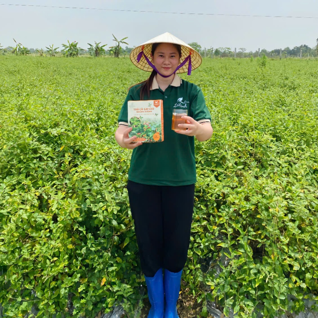 2 Hộp Trà Cà Gai Leo Khúng Khéng Lá Lành Farm -120 Gói Túi Lọc Thảo Dược Chăm Sóc Gan Từ Tự Nhiên