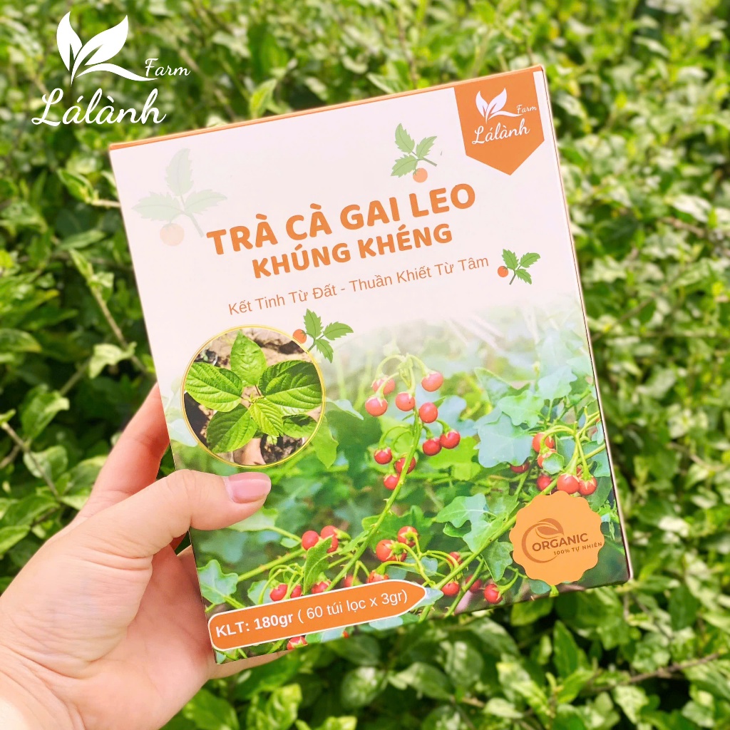 2 Hộp Trà Cà Gai Leo Khúng Khéng Lá Lành Farm -120 Gói Túi Lọc Thảo Dược Chăm Sóc Gan Từ Tự Nhiên
