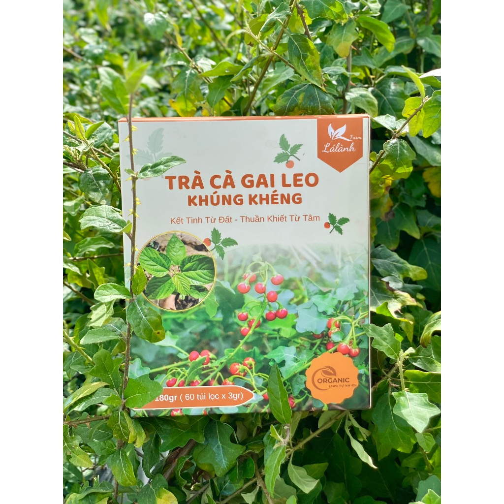 1 Hộp Trà Cà Gai Leo Khúng Khéng Lá Lành Farm - 60 Gói Túi Lọc Thảo Dược Chăm Sóc Gan Từ Tự Nhiên