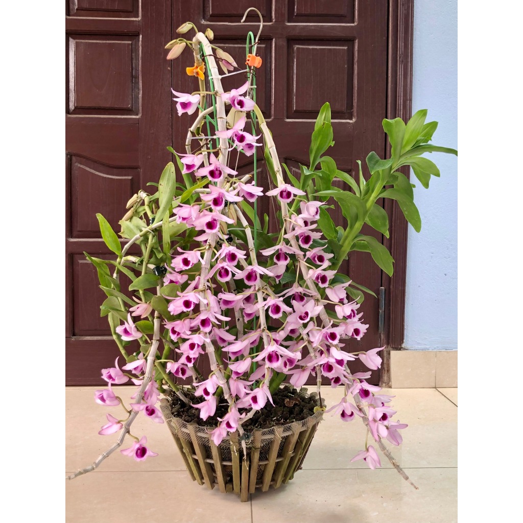 Phi Điệp Cửu Long  Cao Phong
