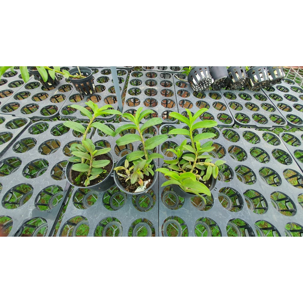Phi Điệp Cửu Long  Cao Phong