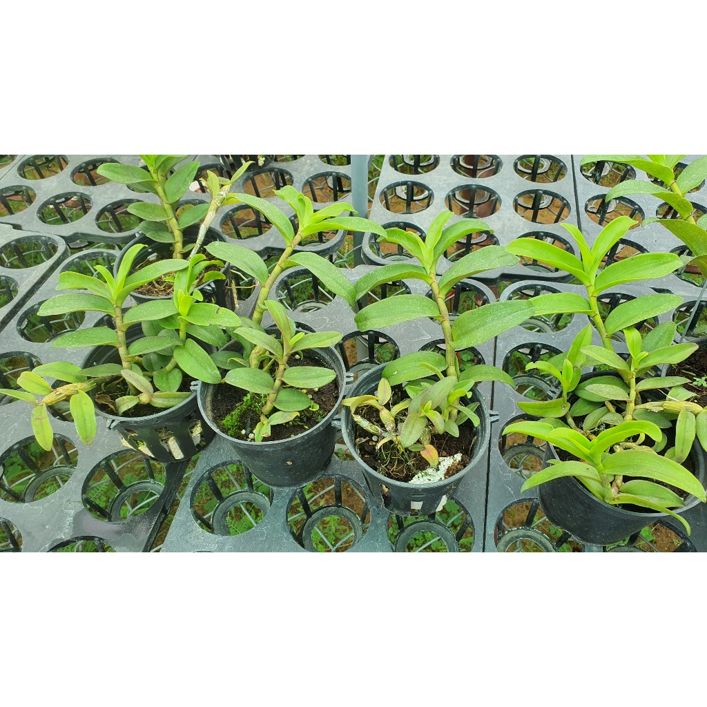 Phi Điệp Cửu Long  Cao Phong