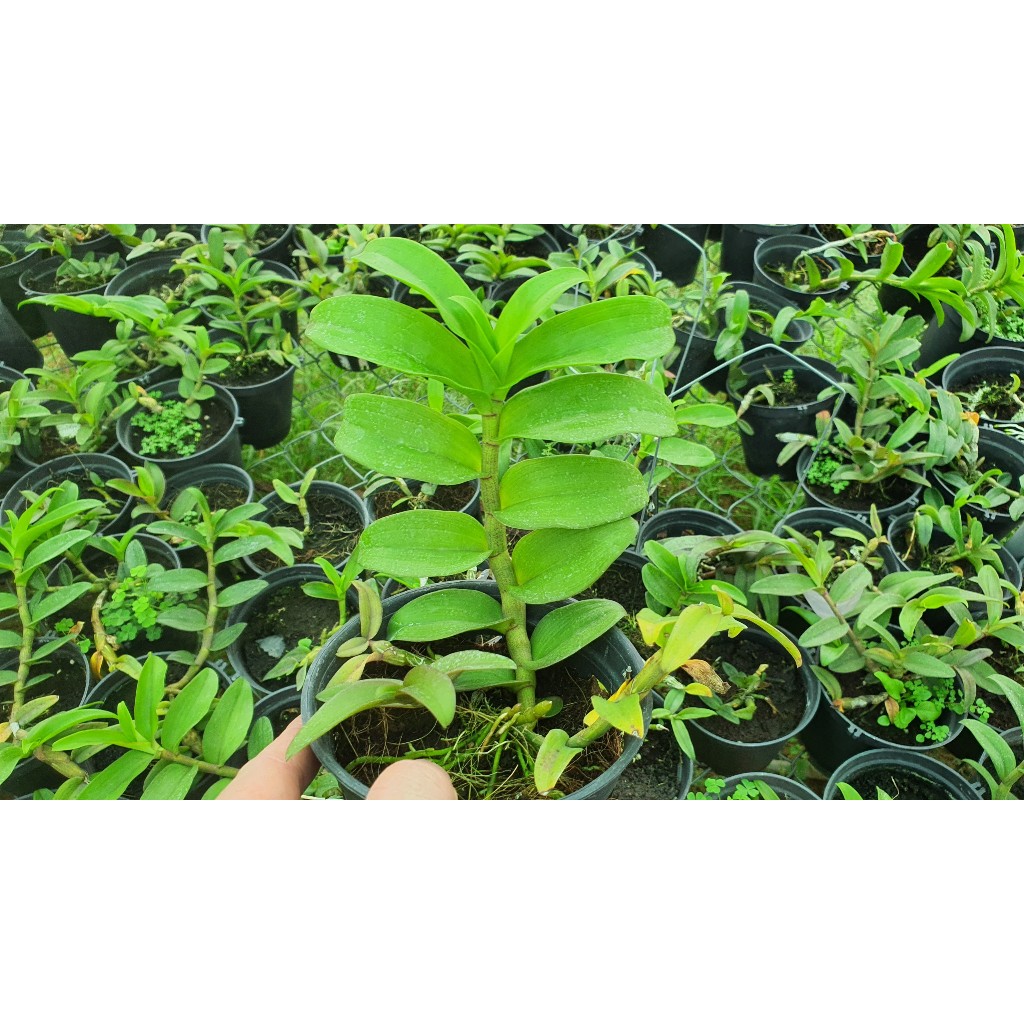 Phi Điệp Cửu Long  Cao Phong