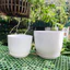 Chậu nhựa tròn trắng giả sứ kèm đĩa siêu xinh, giống sứ 99%