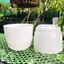 Chậu nhựa tròn trắng giả sứ kèm đĩa siêu xinh, giống sứ 99%