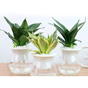 Chậu trồng cây thủy sinh, thủy canh; bình trồng cây thủy sinh, lọ trồng cây bằng nhựa trong suốt {11x14cm}