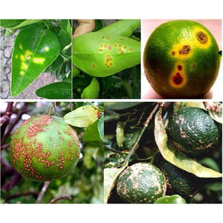 KASUMIN 2SL phòng trừ nấm, Khuẩn bệnh đạo ôn, thán thư, đốm lá, bạc lá, thối nhũn cây lúa, cây ăn trái - Chai 450ml