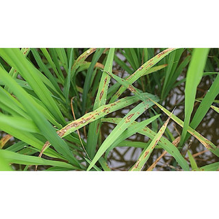 KASUMIN 2SL phòng trừ nấm, Khuẩn bệnh đạo ôn, thán thư, đốm lá, bạc lá, thối nhũn cây lúa, cây ăn trái - Chai 450ml