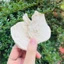 Sâm tố nữ khô 1kg, thơm, sạch, hỗ trợ chống lão hóa, đẹp da, điều kinh, cân bằng nội tiết tố