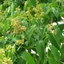 Hoàng bá bắc 100g, thái phiến vàng đẹp, khô, sạch - Tiệm Lãn Ông