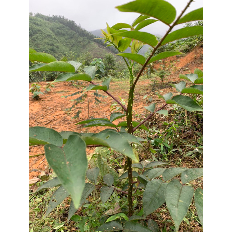 [combo 5 cây ]Mắc Khén (Tiêu Rừng ) | Shopee Việt Nam