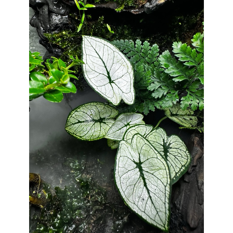 môn white setup terrarium,bán cạn (môn trắng)