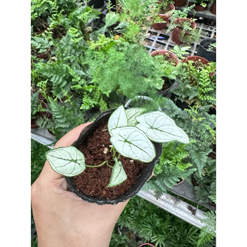 môn white setup terrarium,bán cạn (môn trắng)