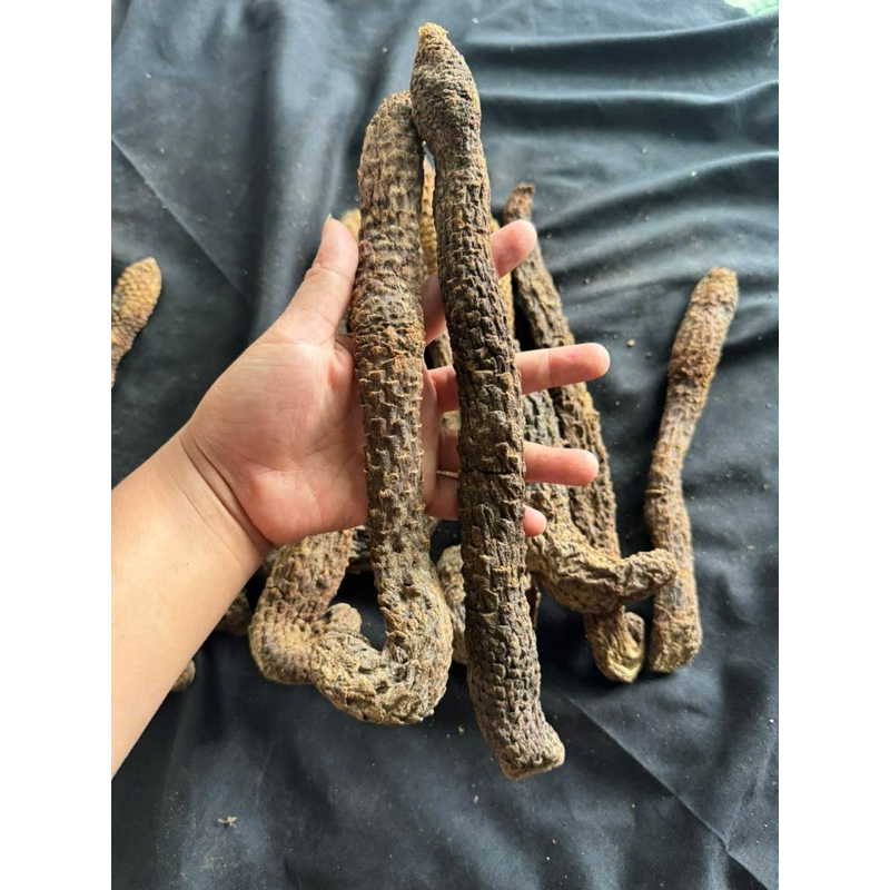 Nhục Thung Dung Khô Mộc Nội Mông Cao Cấp - Dược Liệu Bổ Thận, Tráng Dương, Tăng Cường Sinh Lý Nam Giới